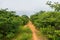 Countryside paths in Oeiras, Piaui caatinga biome lush and green in the rainy season - Northeast Brazil