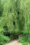 Countryside pedestrian wood bridge under a large weeping willow tree