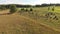 Countryside with pine trees. Aerial view. Summer landscape.