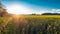 Countryside Rapeseed Flower Field