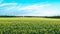 Countryside Rapeseed Flower Field