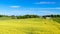 Countryside Rapeseed Flower Field