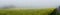 Countryside Rapeseed Flower Field druing fog Panorama