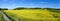 Countryside Rapeseed Flower Field Panorama