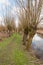 Countryside with a reflecting stream and bare pollard willows.