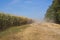 countryside road with dust in the air after a truck, corn farm field and acacia forest windbreak, sunburnt grass