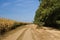 Countryside road with dust between corn growing on farm fields and acacia forest windbreak, sunburnt grass, sunny autumn