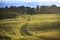 Countryside road through the field of grass