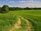 Countryside road through the fields