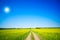 Countryside road and golden field of rapeseeds.