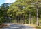 Countryside road with many pine trees in Dalat, Lam Dong, Vietnam