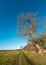 Countryside road and old solitary deciduous tree with wild pine tree forest behind at early Spring and old, near Magdeburg,