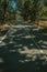 Countryside road shaded by lined trees