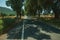 Countryside road shaded by trees alongside