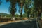 Countryside road shaded by trees alongside