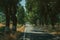 Countryside road shaded by trees alongside