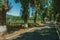 Countryside road shaded by trees alongside