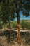 Countryside rocky terrain and a few peeled cork trees