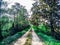 Countryside rural forest path. Scenic view of trail receding through forest.