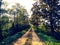 Countryside rural forest path. Scenic view of trail receding through forest.