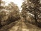 Countryside rural forest path. Scenic view of trail receding through forest.