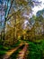 Countryside rural forest path. Scenic view of trail receding through forest.