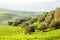 Countryside, San Quirico dÂ´Orcia, Tuscany,