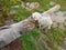 Countryside scarecrow detail with straw arm and one finger pointing upward