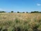 Countryside scene with hay bales