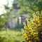 Countryside scene: old house in a garden, with flowers on the foreground