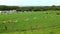 Countryside scene with sheep, llamas and cows in a farm field, campsite tents in background and river in distance