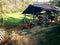 Countryside Scenery Balinese Cattle In The Farm Fields