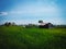 Countryside Scenery Simple Farmhouse In The Rice Fields On A Sunny Day At Ringdikit