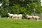 Countryside Sheep