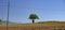 Countryside with solitary tree. Background