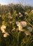 Countryside of Spain. European agriculture. Giant peas in bloom.