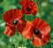 Countryside, spring and poppies in field with petals in natural landscape, morning blossom and floral bush. Growth