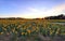 Countryside, sunflowers, beauty and nature