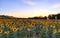 Countryside, sunflowers, beauty and nature
