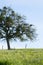 Countryside tree on grass lawn with mistletoes