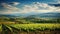 countryside tuscan vineyards expansive