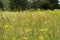 Countryside vegetation