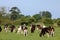 Countryside view of young cattle grazing on grass