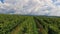 Countryside Vineyard Agriculture Landscape Winery Harvest Ukraine Europe