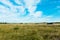 Countryside, wild meadow and blue sky