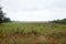 Countryside, wild meadow with fog