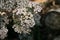 Countryside Wild Yarrow Flowers, Herbalism Apothecary Naturopathy, Healing Plants, Dried Flowers. Beauty Care, Botanical.