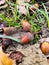 Couple of acorn fallen in the grass and dead leaves