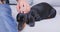 Couple of adorable dachshund dogs rest on hot day in room