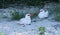 Couple of adult red-tailed tropicbirds Phaethon rubricauda of Madagascar